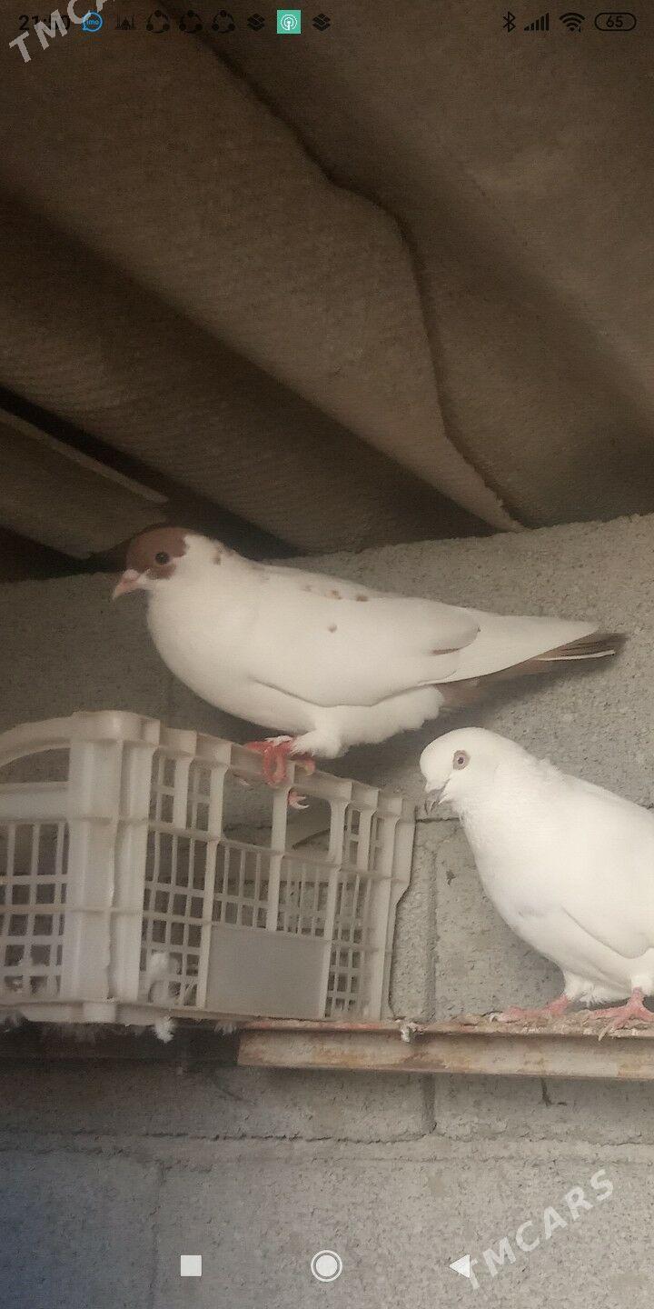 kepderi - Теджен - img 2