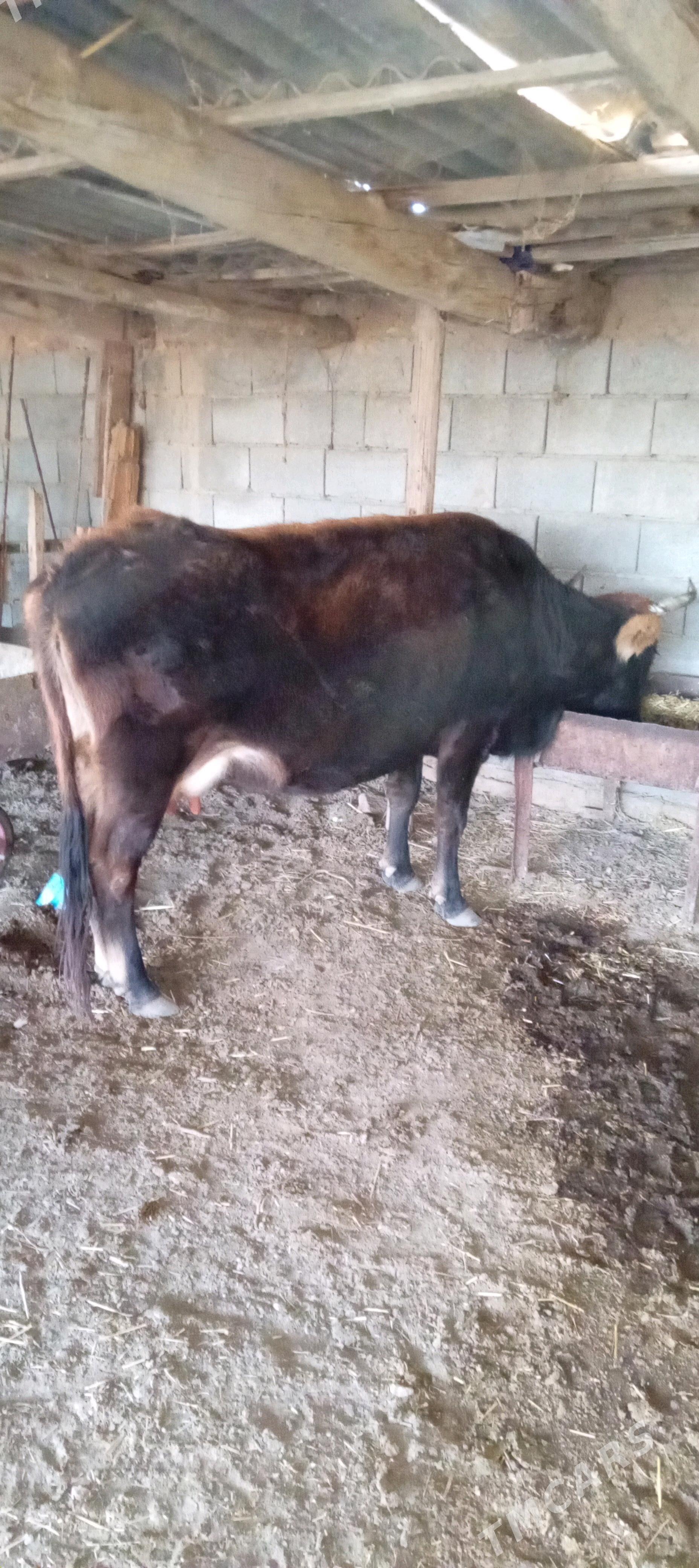 bogaz sygyr - Гызыларбат - img 2