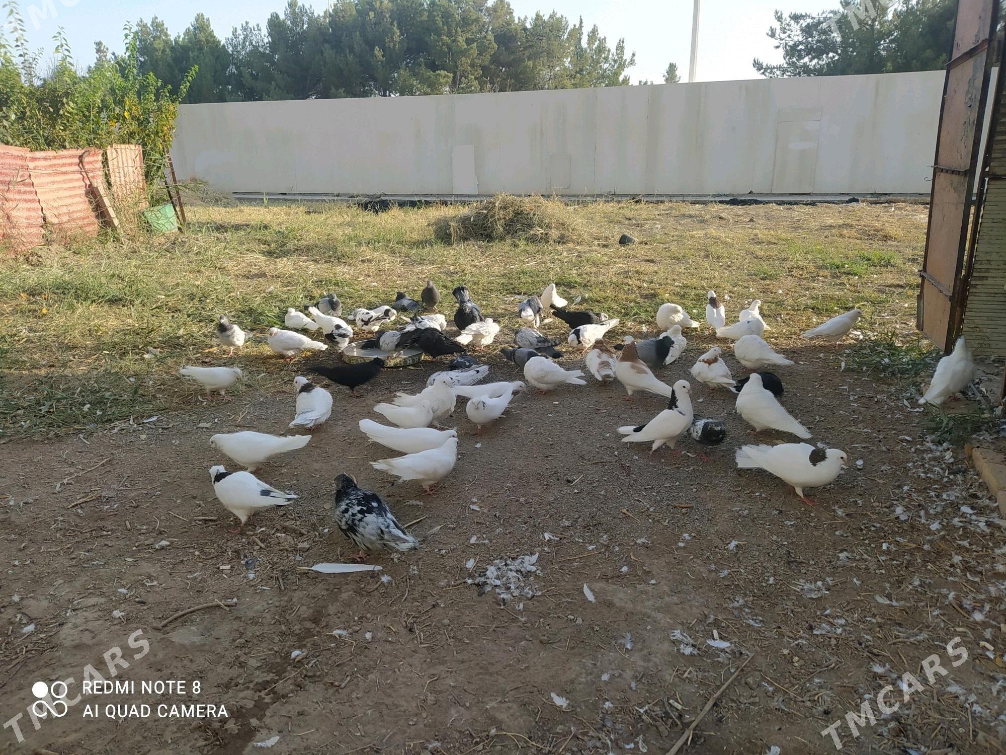 kepter - Türkmenabat - img 2