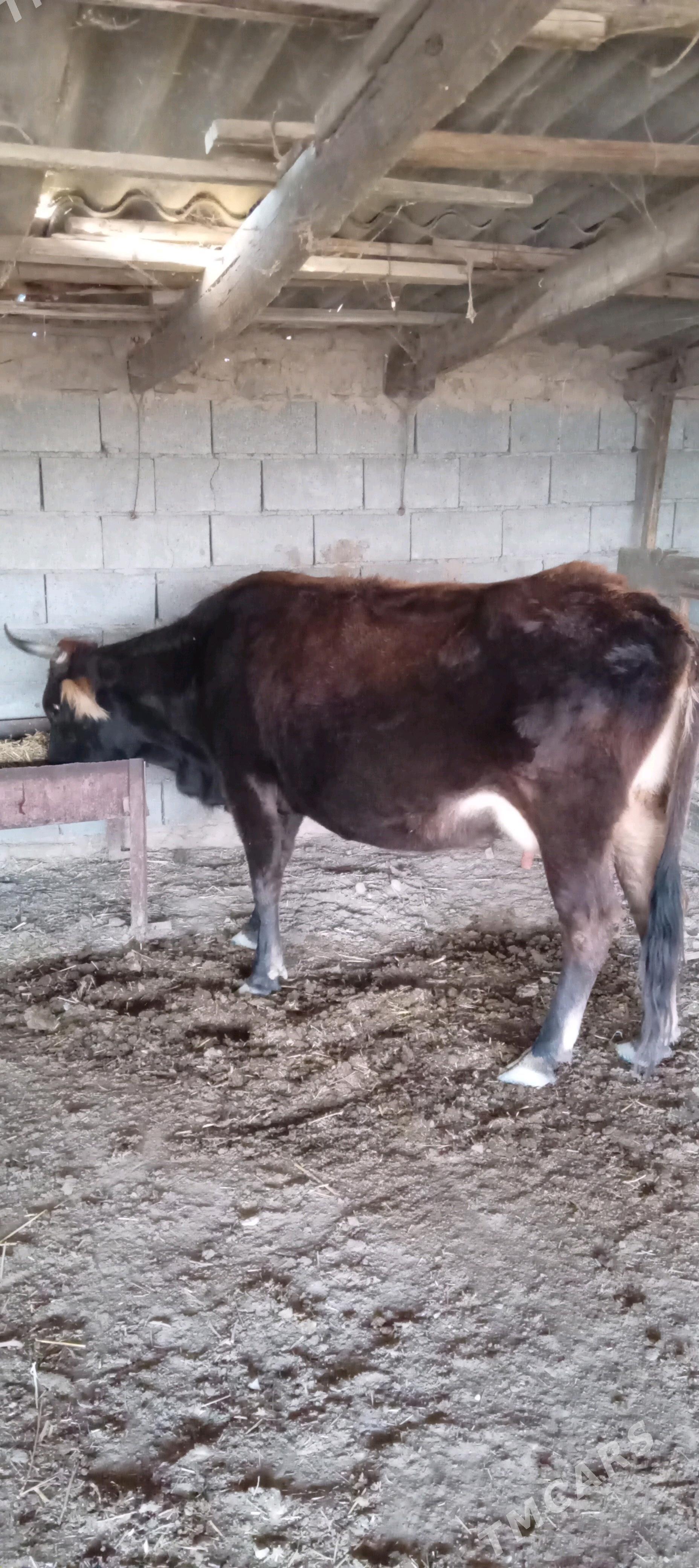 bogaz sygyr - Гызыларбат - img 3