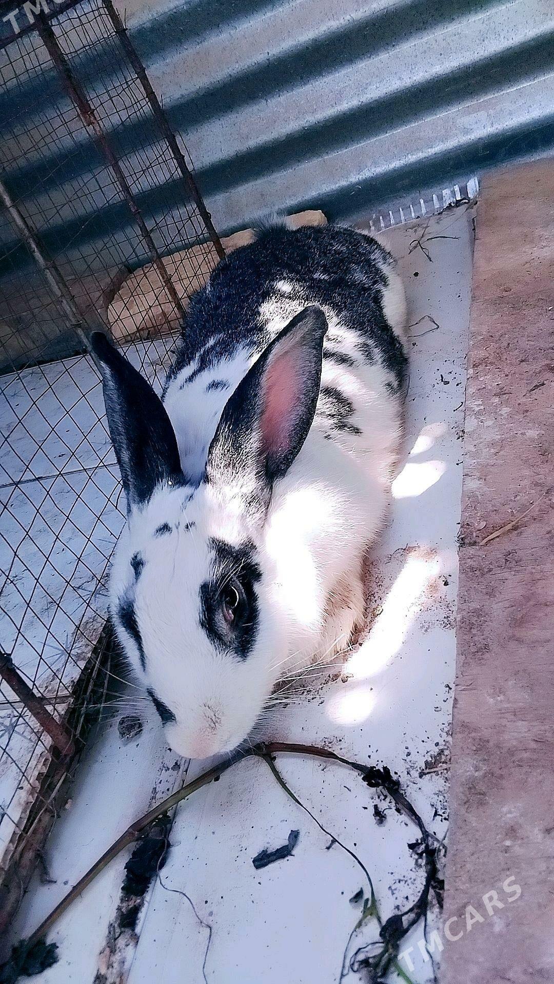 Towşan - Дашогуз - img 3