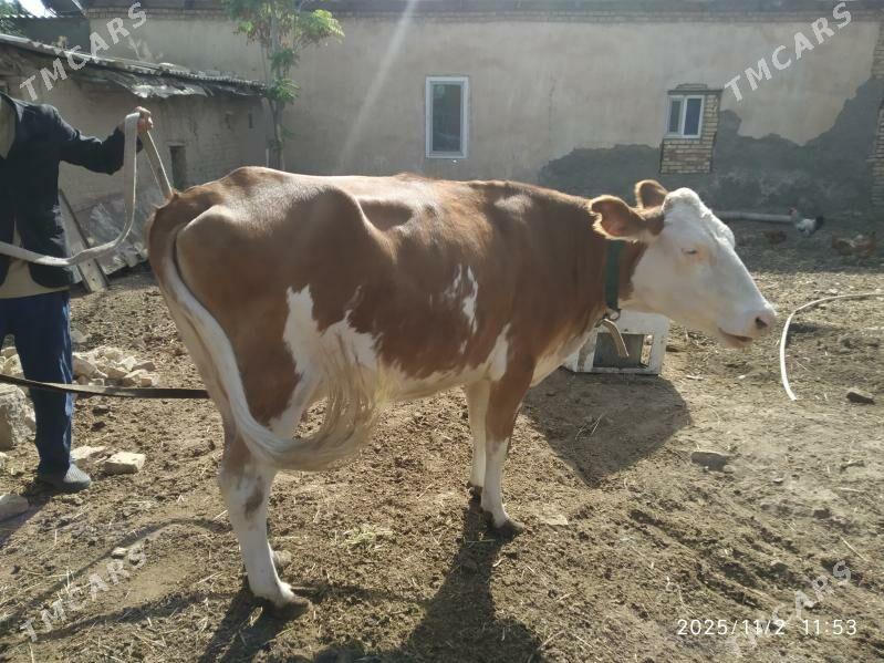 Sygyr gòleli - Mary - img 2