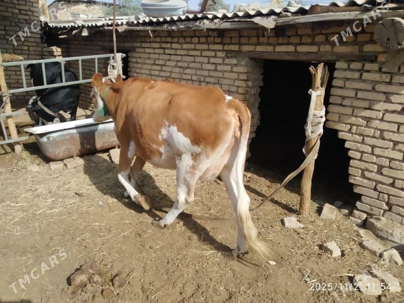 Sygyr gòleli - Mary - img 3