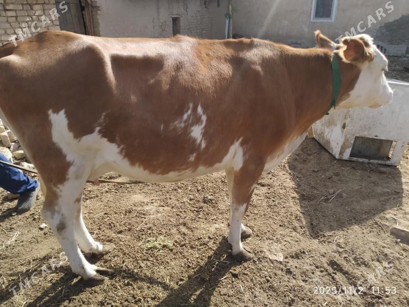 Sygyr gòleli - Mary - img 5