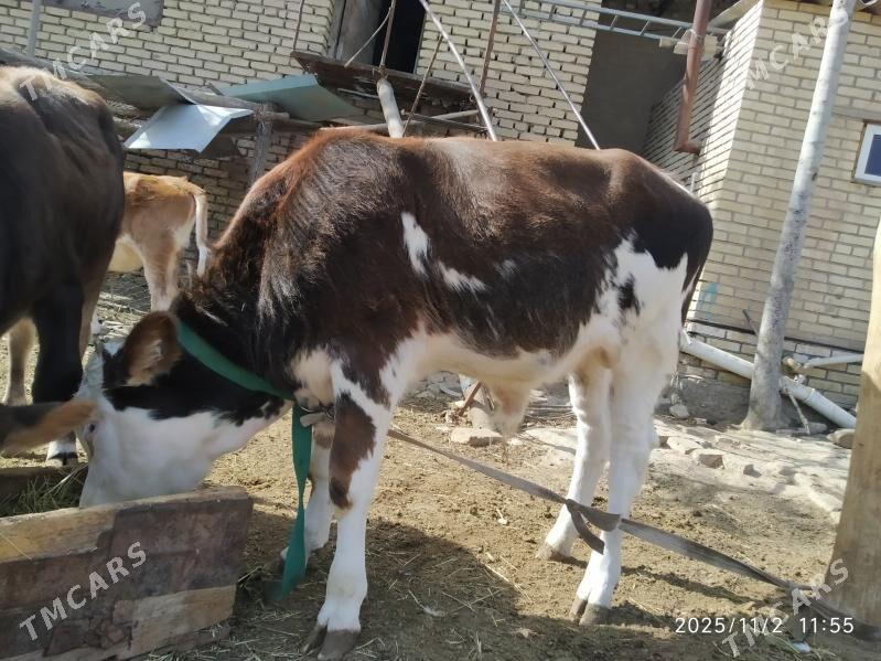 Sygyr gòleli - Mary - img 7