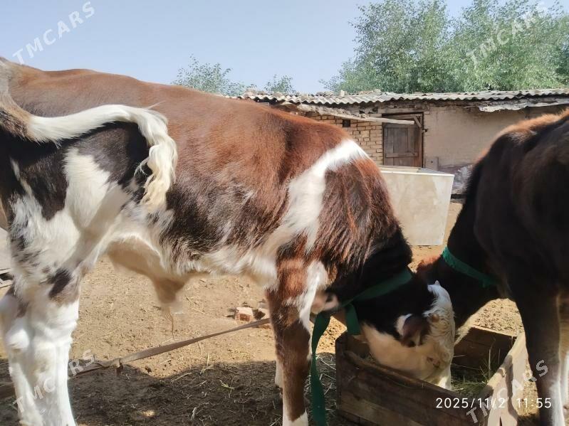 Sygyr gòleli - Mary - img 6