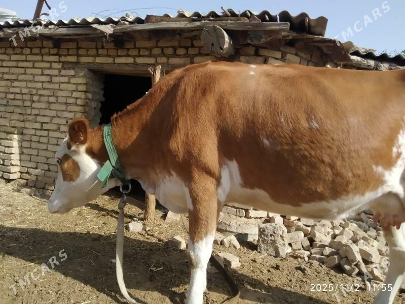 Sygyr gòleli - Mary - img 8