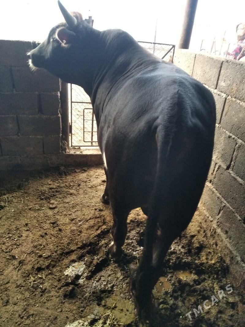 Öküz - Эсенгулы - img 6