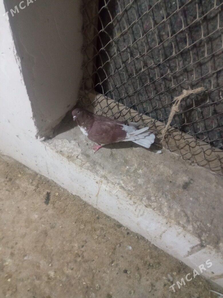 kepderi - Дашогуз - img 2