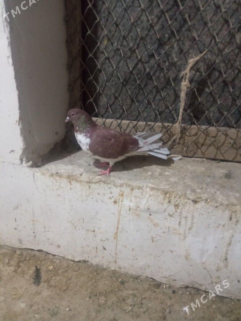 kepderi - Дашогуз - img 3