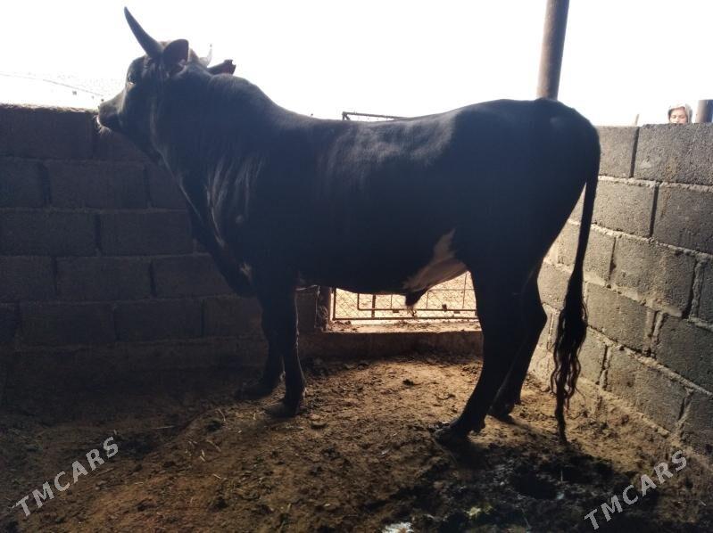 Öküz - Эсенгулы - img 5