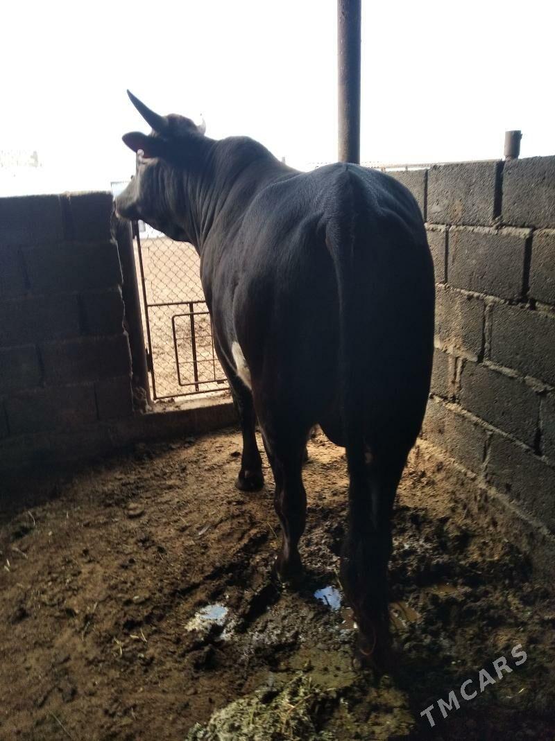 Öküz - Эсенгулы - img 1