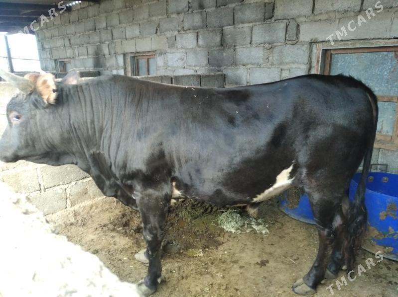 Öküz - Эсенгулы - img 2