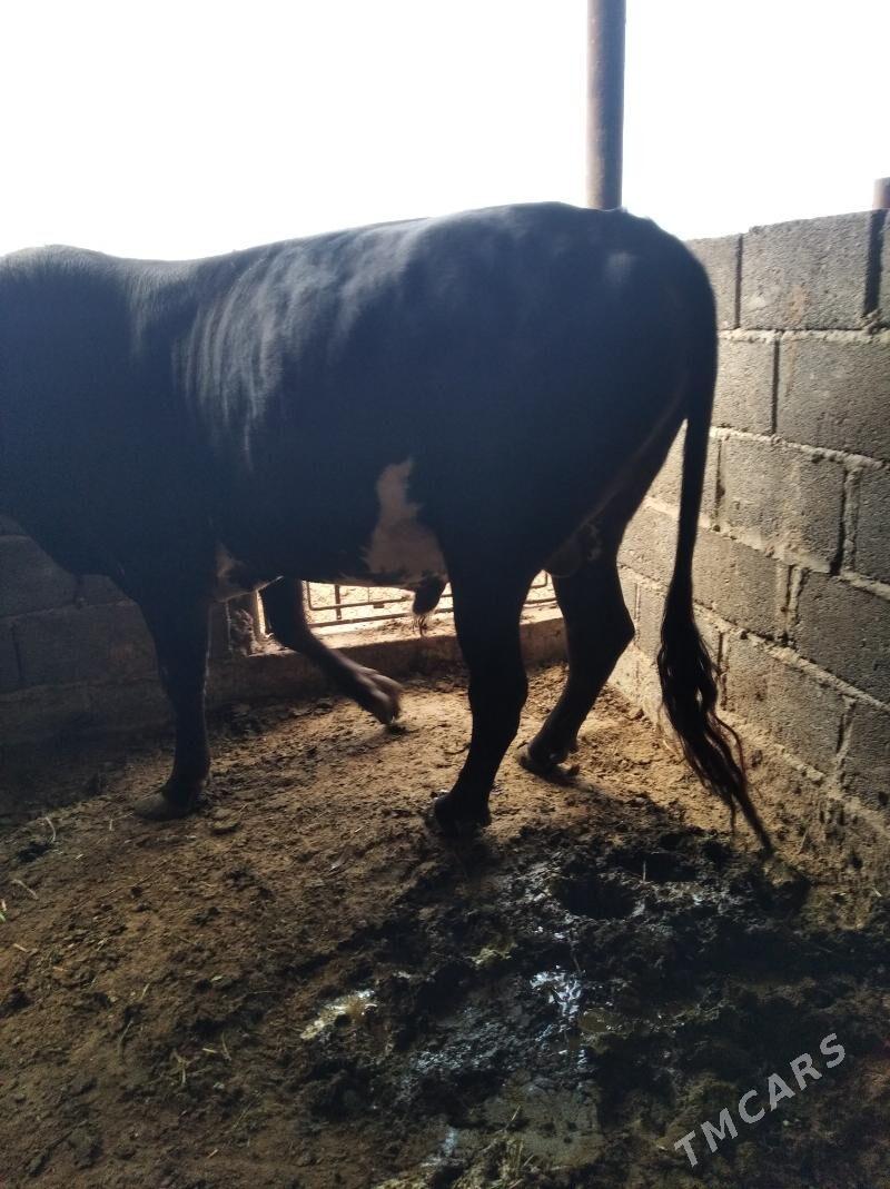 Öküz - Эсенгулы - img 4