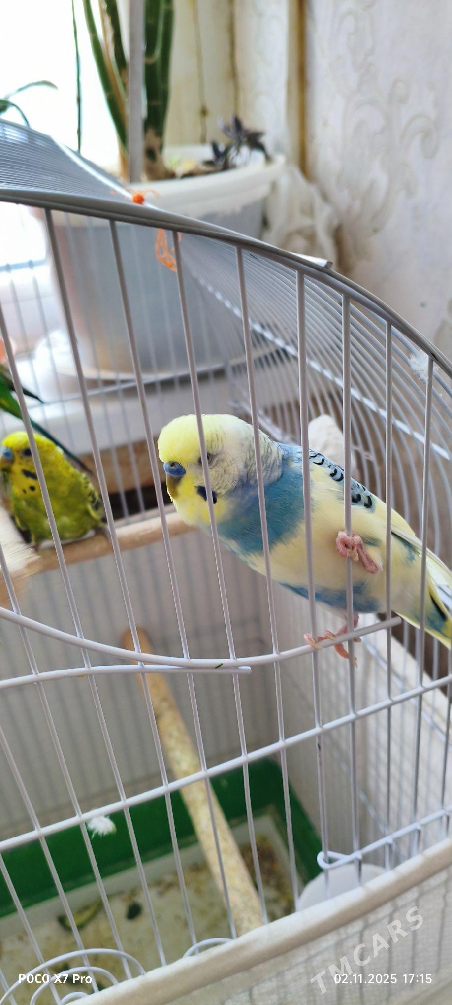 papugaý guşlar - Мир 1 - img 3