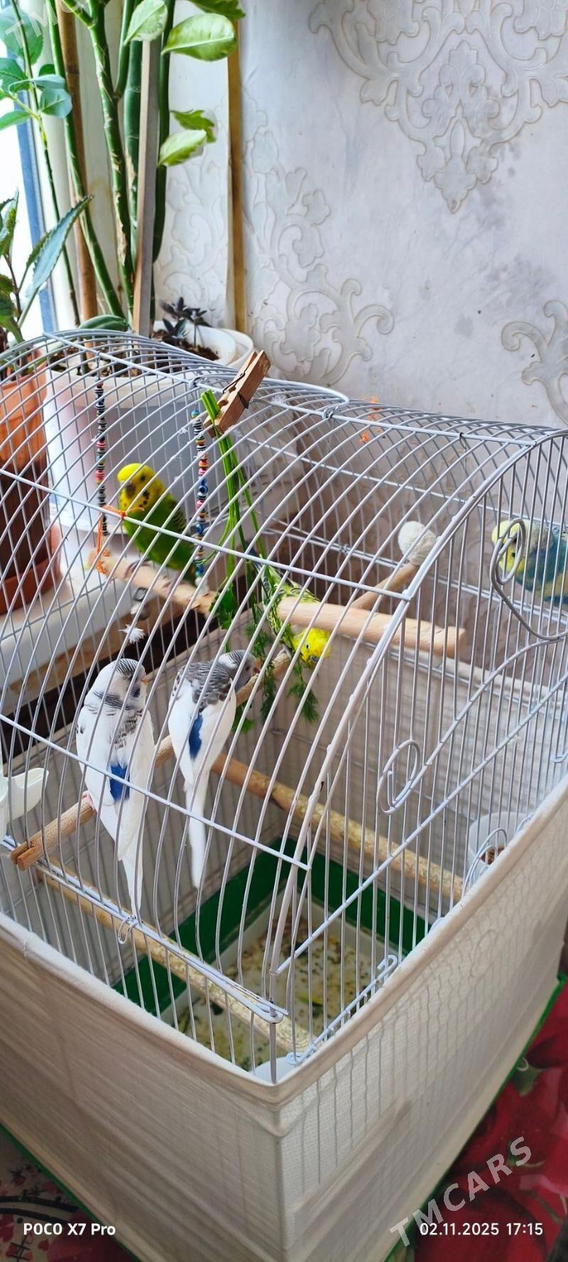 papugaý guşlar - Мир 1 - img 4