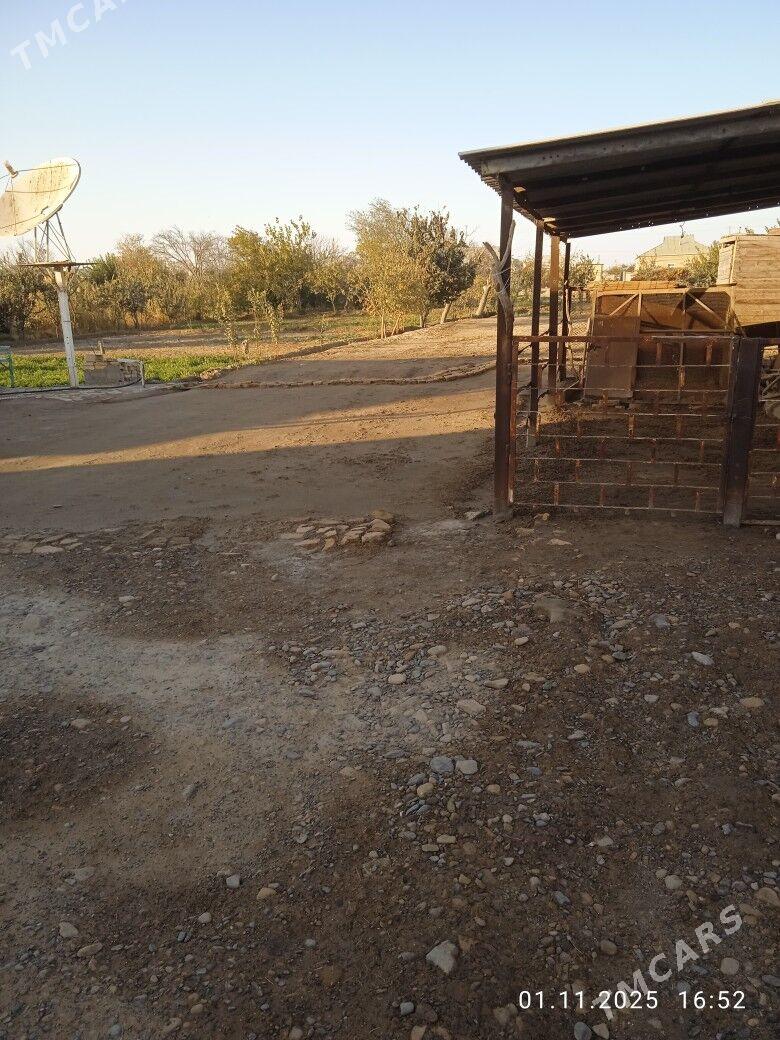 satlyk jay - Мары - img 2