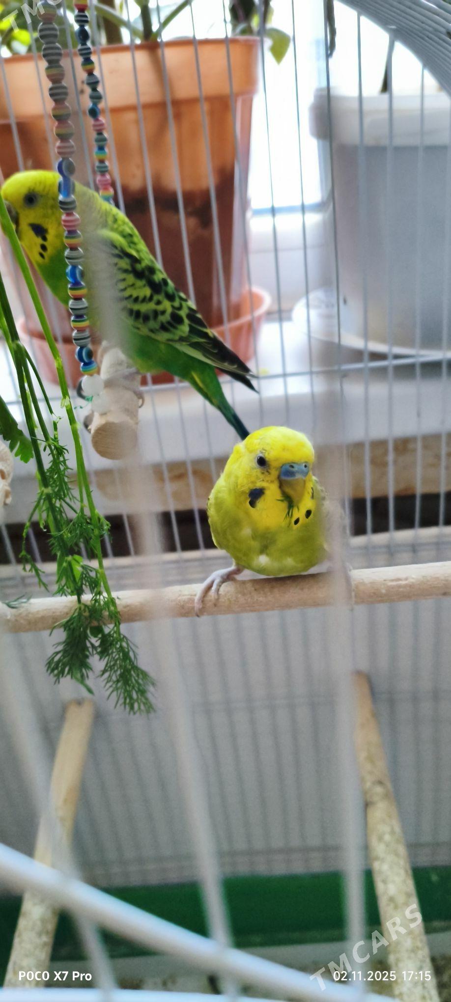 papugaý guşlar - Мир 1 - img 2