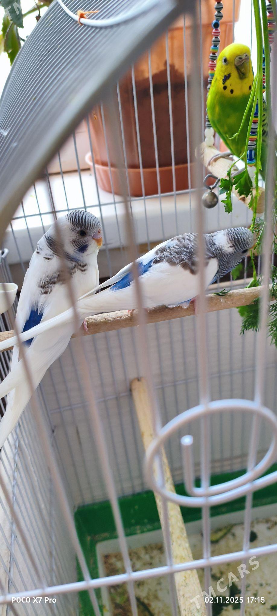 papugaý guşlar - Мир 1 - img 5