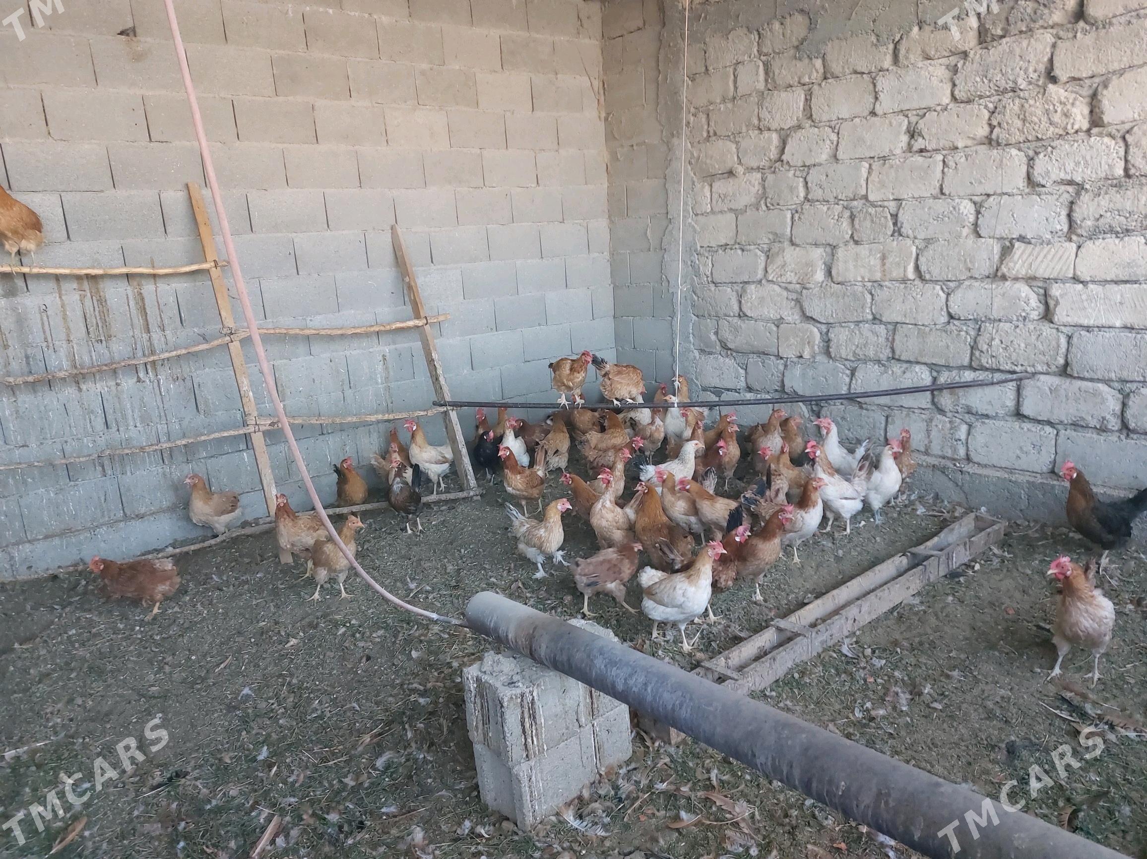 Towuklar - Gökdepe - img 2