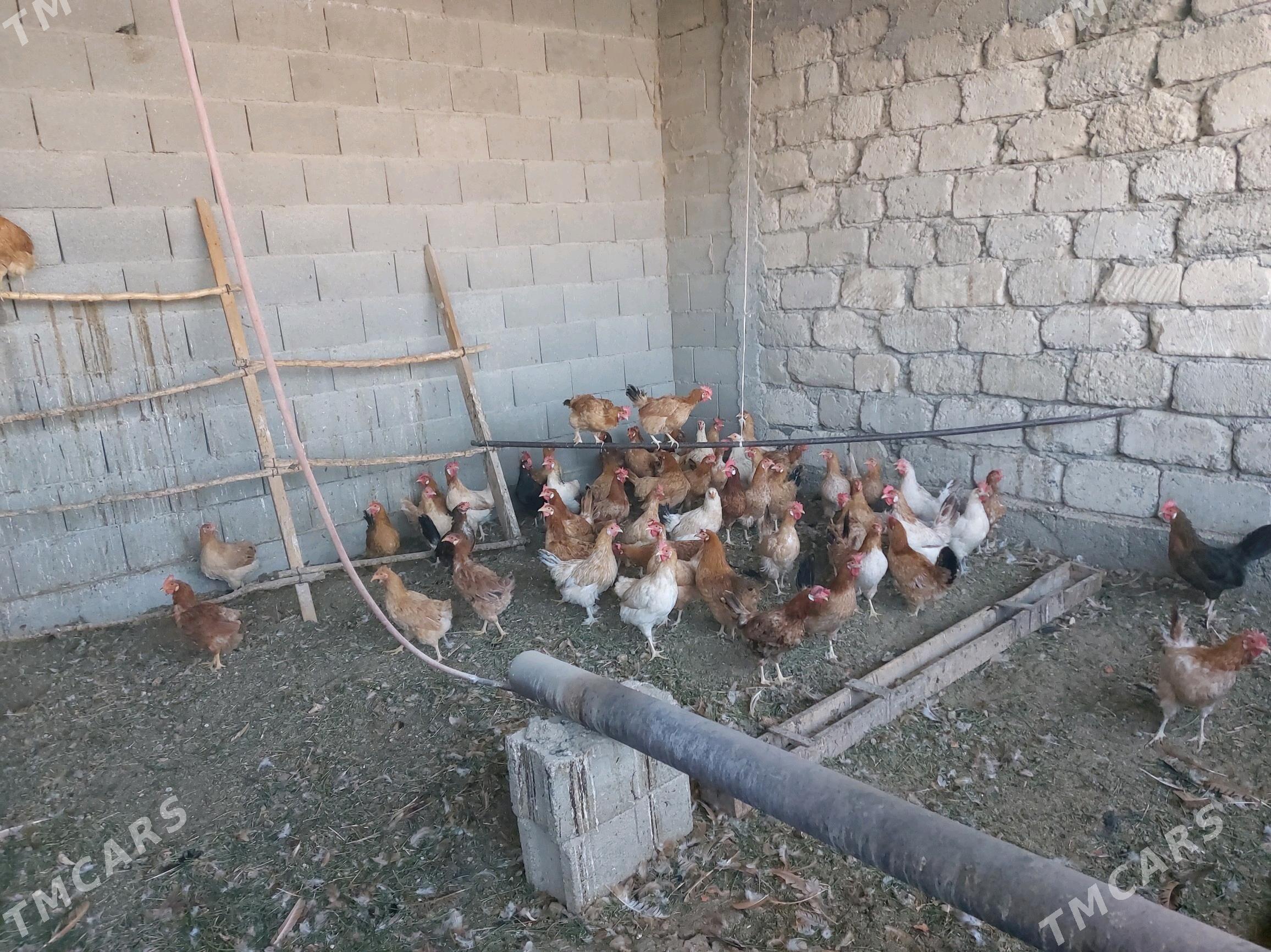 Towuklar - Gökdepe - img 3