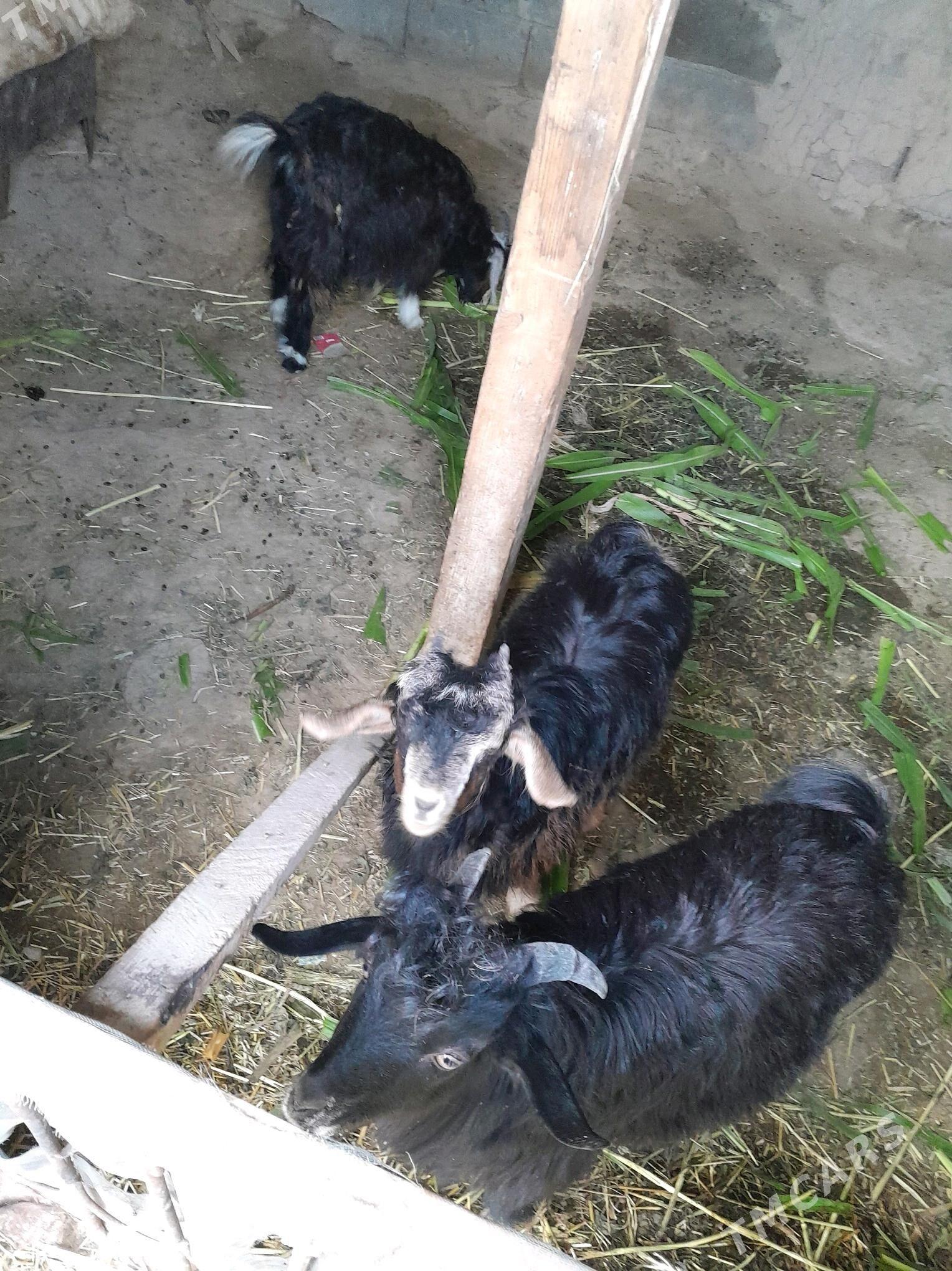 CEWISLER SAGDYN - Bäherden - img 3