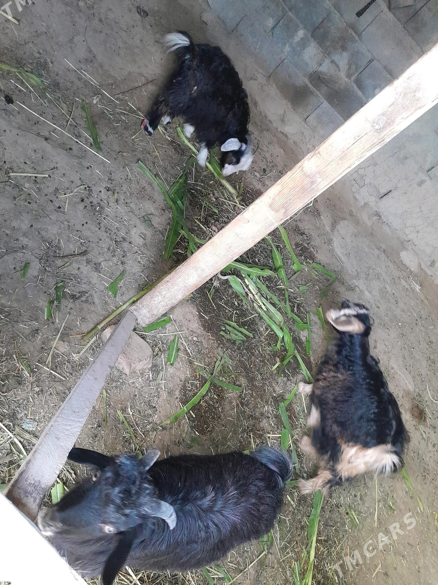 CEWISLER SAGDYN - Bäherden - img 2