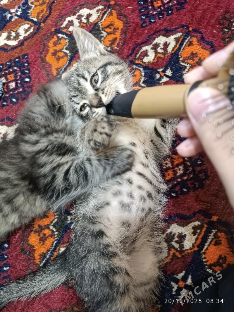 Продаю хорошие руки - Türkmenabat - img 2