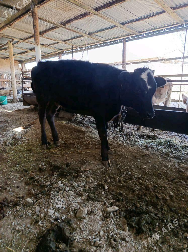 tuwe - Бахарден - img 2