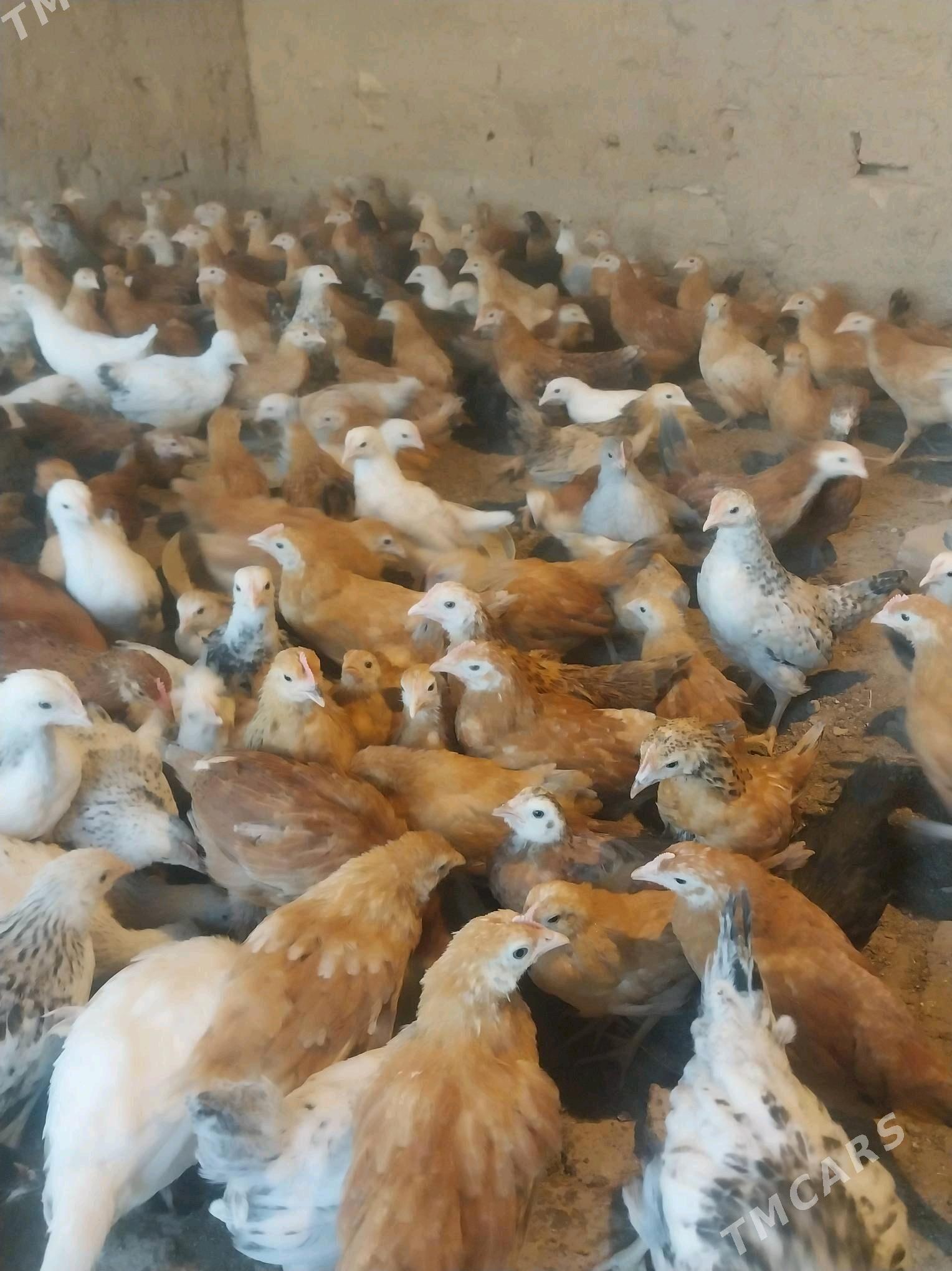 towuk juje - Кака - img 2