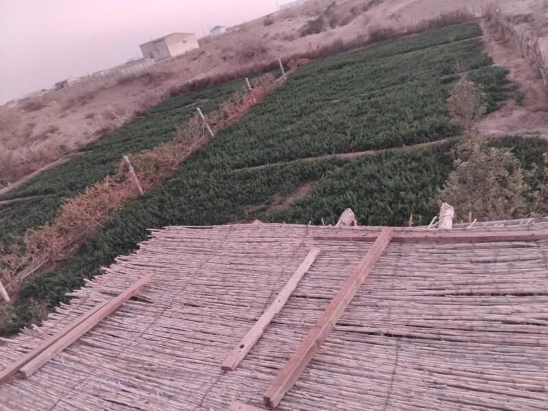 Satlyk jay - Türkmenabat - img 5