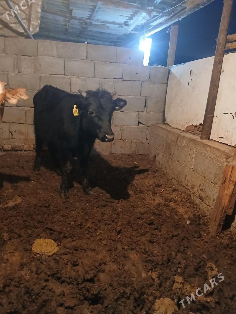 okuz - Ашхабад - img 2