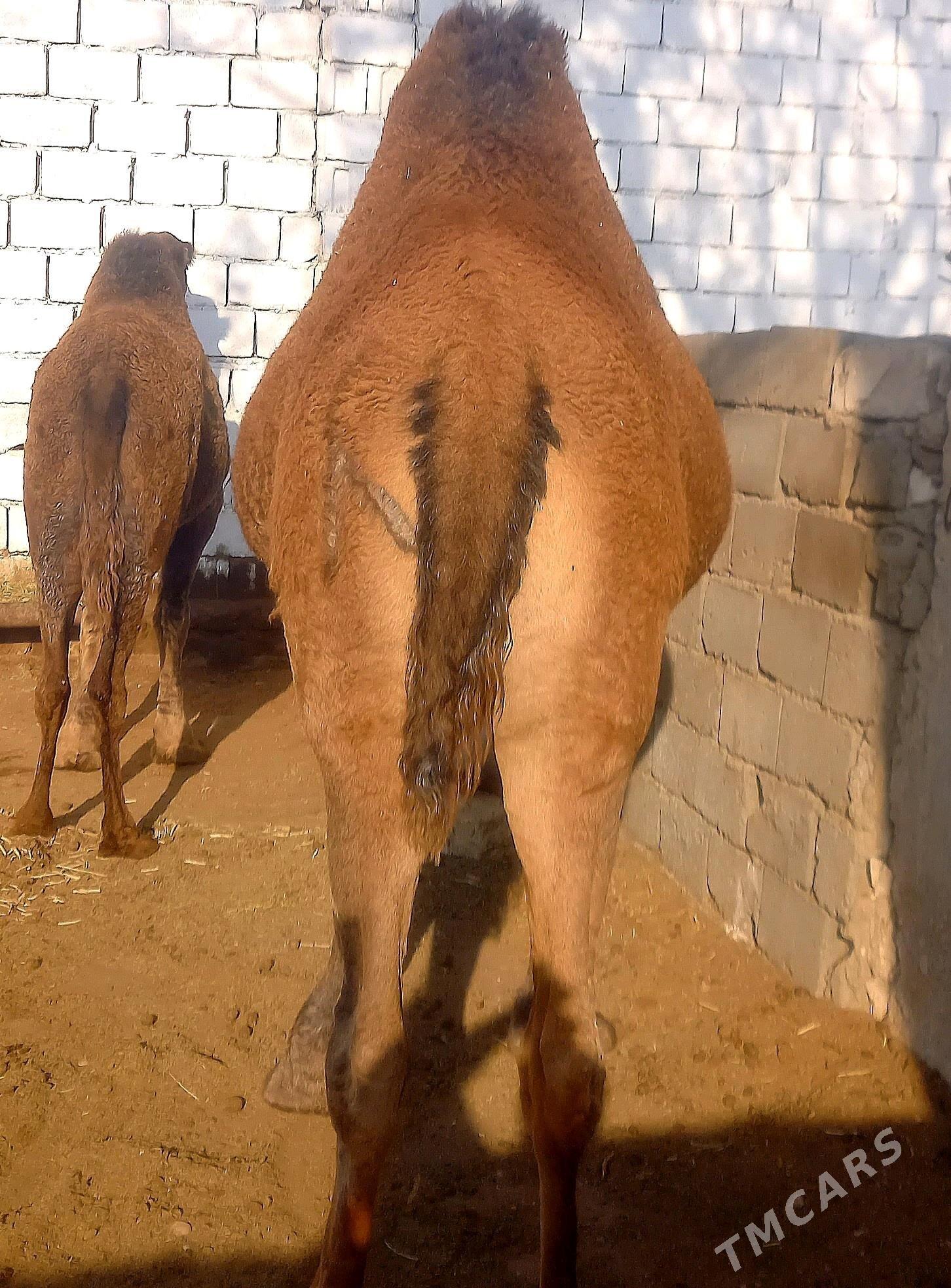 Erkek - Балканабат - img 1