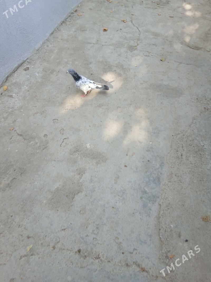 kepderi - Aşgabat - img 4