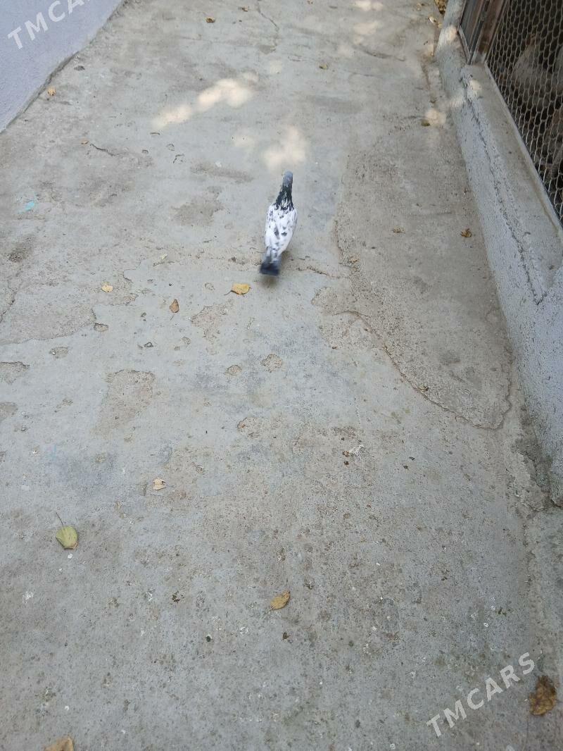 kepderi - Aşgabat - img 5