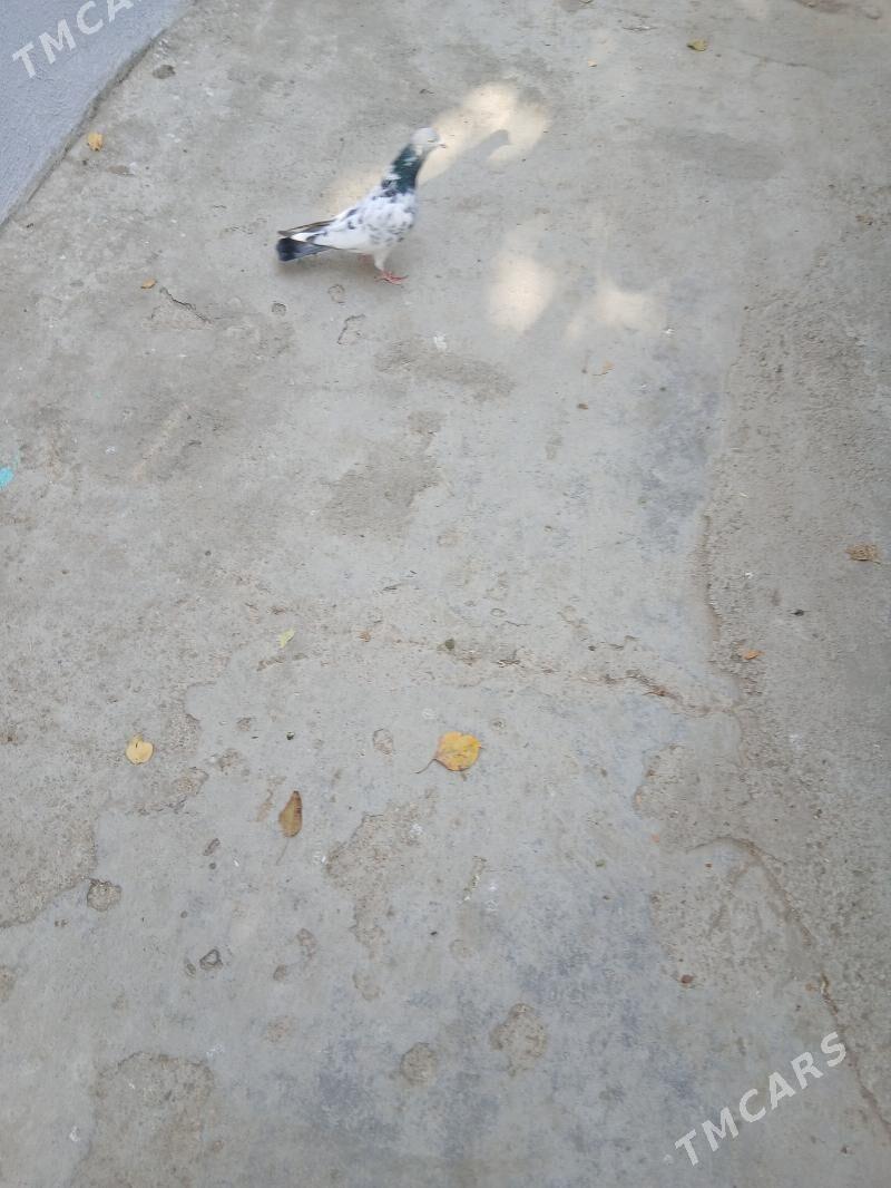 kepderi - Aşgabat - img 3