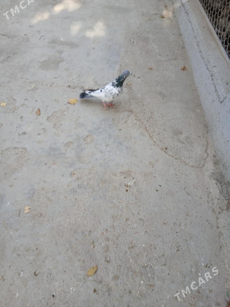 kepderi - Aşgabat - img 2