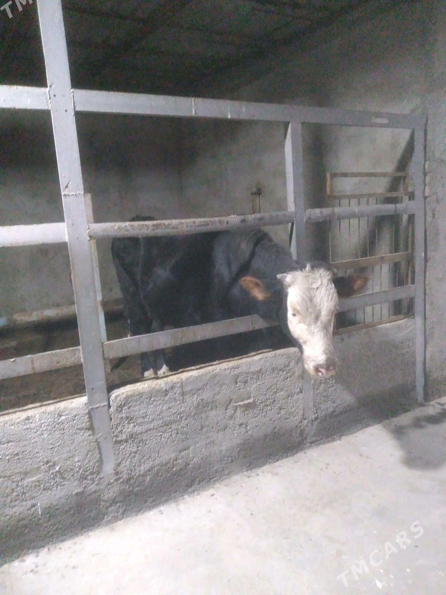 gibrit okiz - Ашхабад - img 3