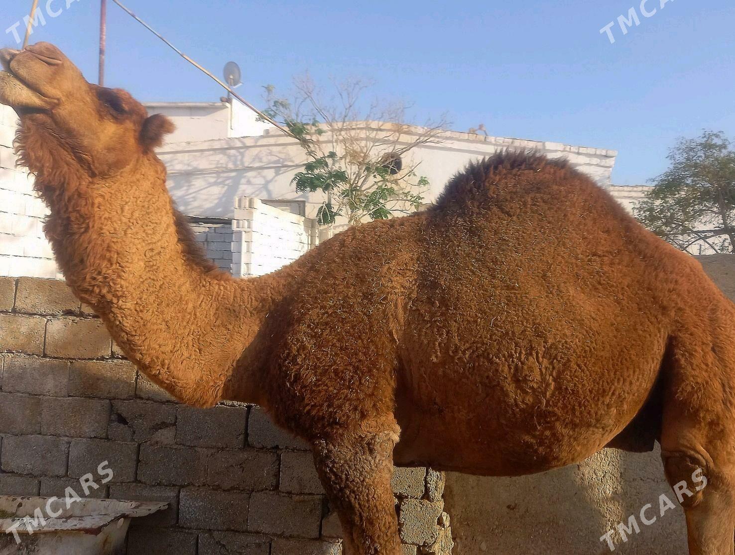 Erkek - Балканабат - img 3