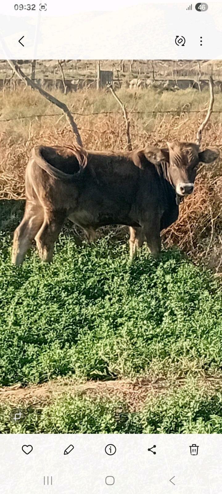 okuz - Гызыларбат - img 1