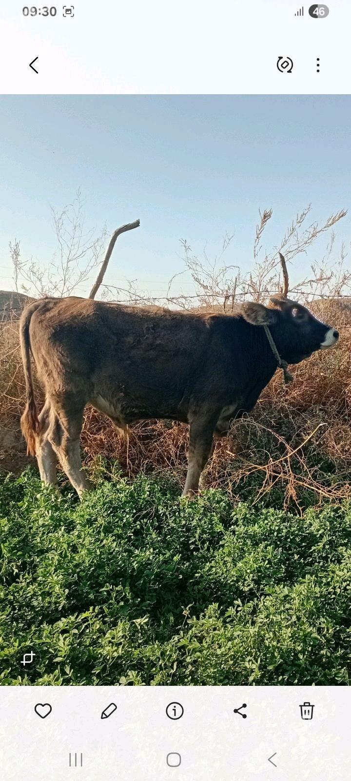 okuz - Гызыларбат - img 3