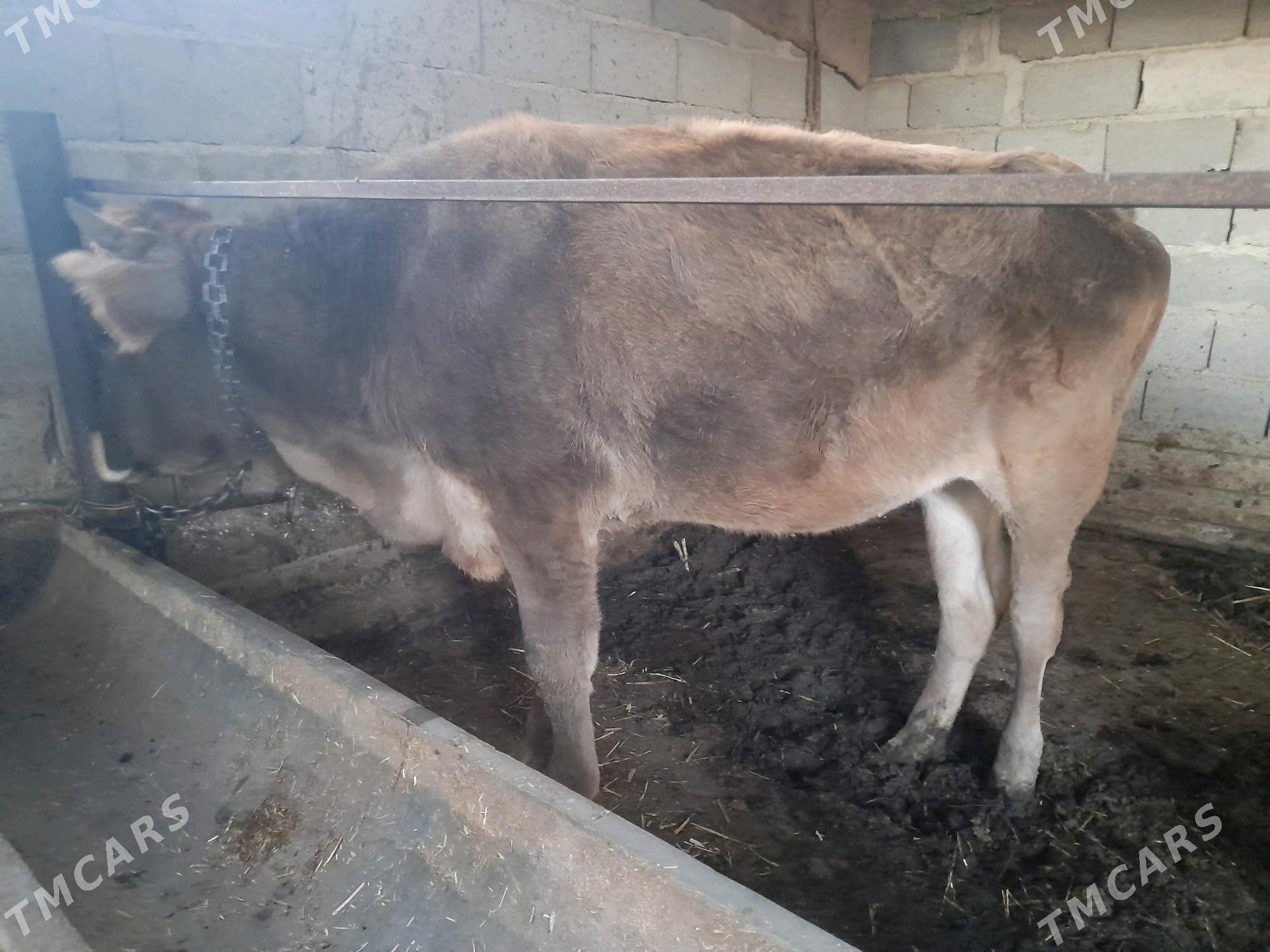 tuwe - Gyzylarbat - img 3