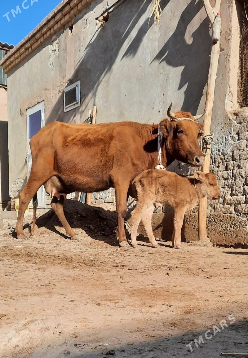 SÜÝDLEK GÖLELI SYGYRLAR - Дашогуз - img 3
