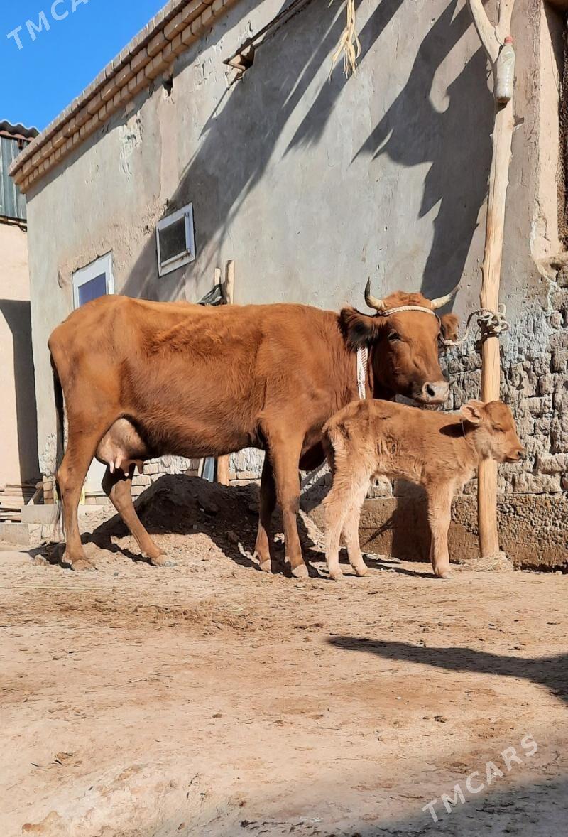 SÜÝDLEK GÖLELI SYGYRLAR - Дашогуз - img 2