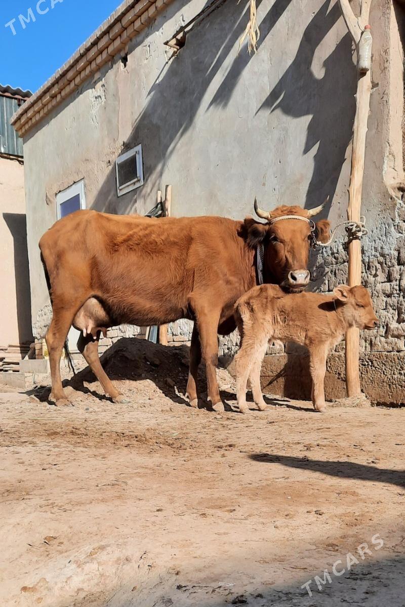 SÜÝDLEK GÖLELI SYGYRLAR - Дашогуз - img 1