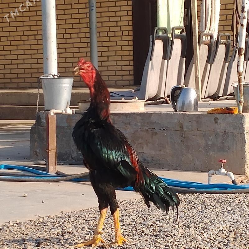 bayes. horaz - Мары - img 2