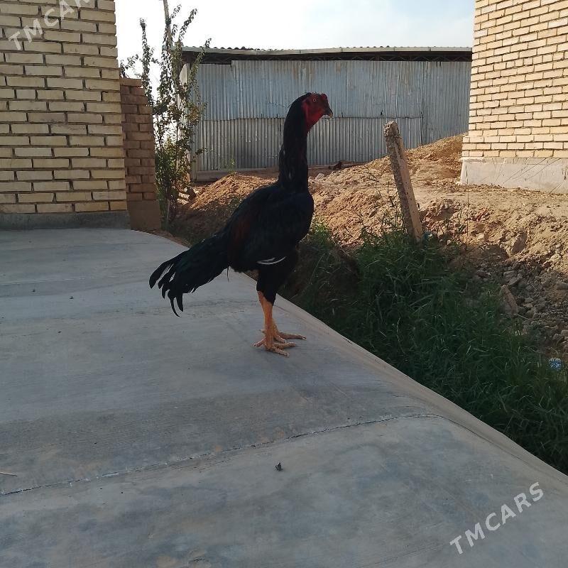 bayes. horaz - Мары - img 4