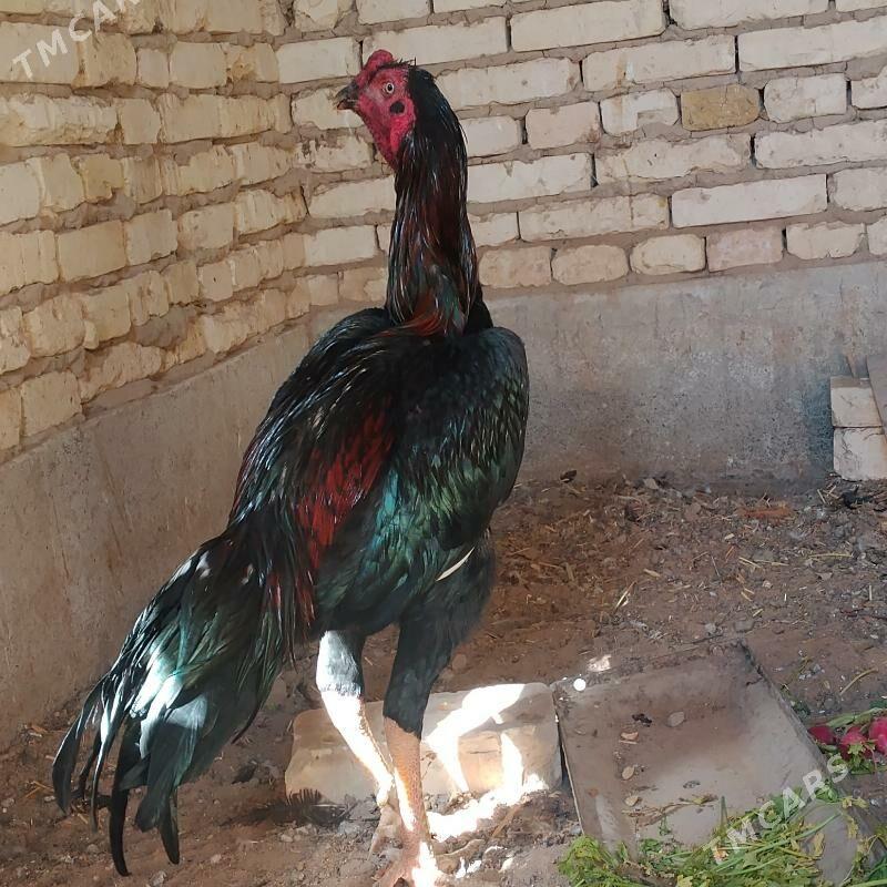 bayes. horaz - Мары - img 3