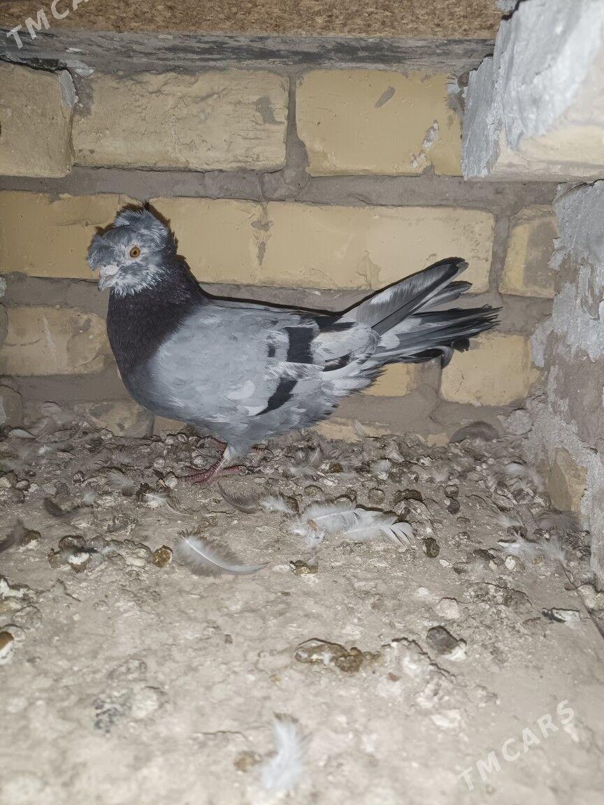 kepteri mramyrny - Türkmenabat - img 5