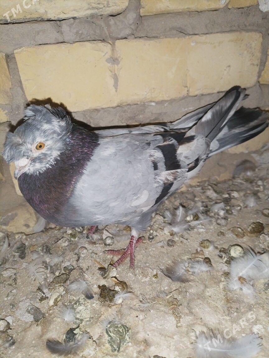 kepteri mramyrny - Türkmenabat - img 3